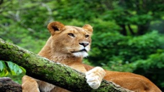 LION MEDIAのサイドバーウィジェットリストをカスタマイズ＆アイコンフォントの使い方