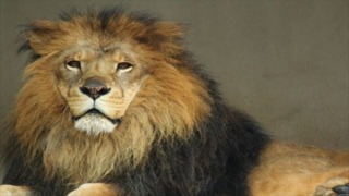 LION MEDIAにPAGETOPボタンを追加する