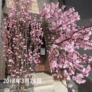 2018年の花桃