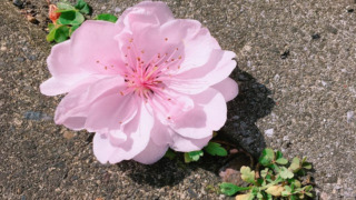 我が家の花桃（照手姫）成長記録